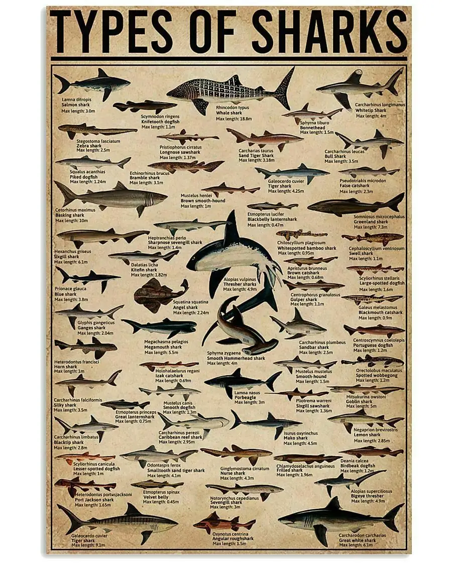 

All Types of Shark Poster Notice for Diver for Decor Bathroom Gift for Diver Signs Vintage Road Signs High Way Metal Tin Sign