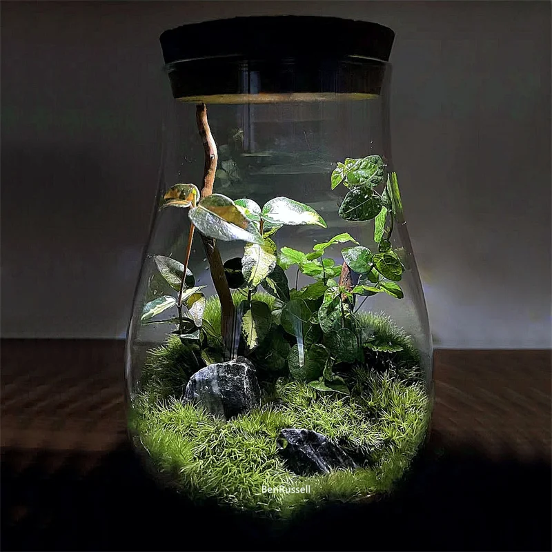 

Стеклянные вазы BenRussell для микроландшафта