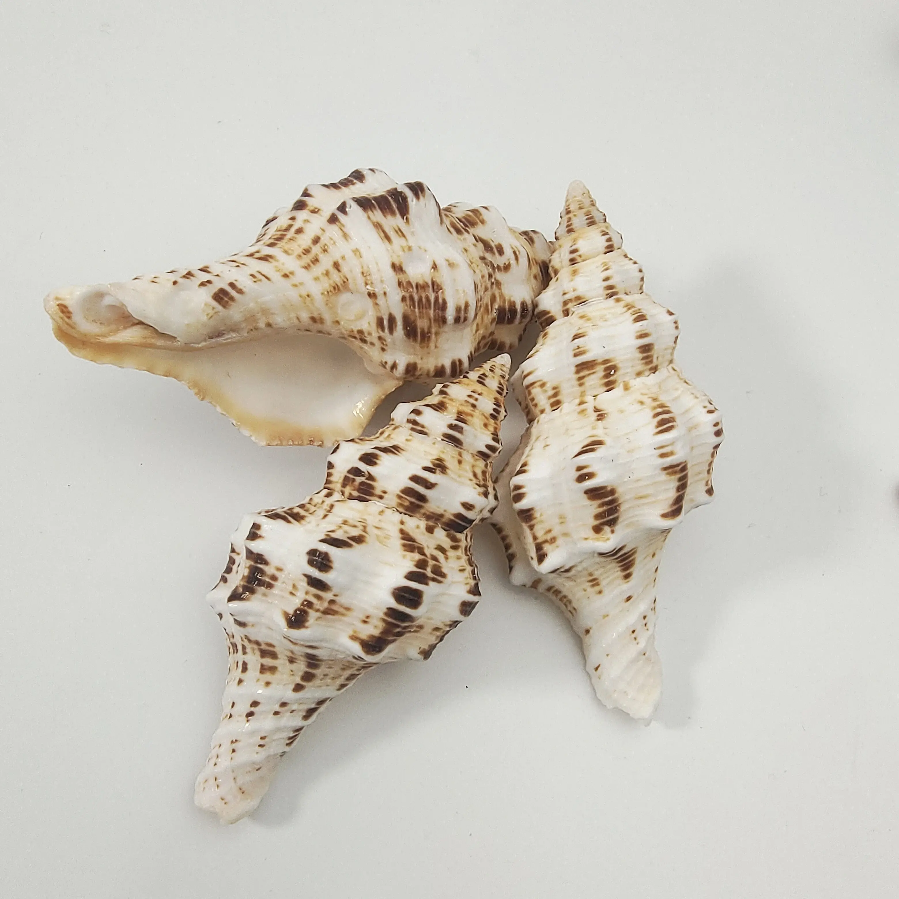 

Ракушка фотография Материал миниатюрный коллекционный образец