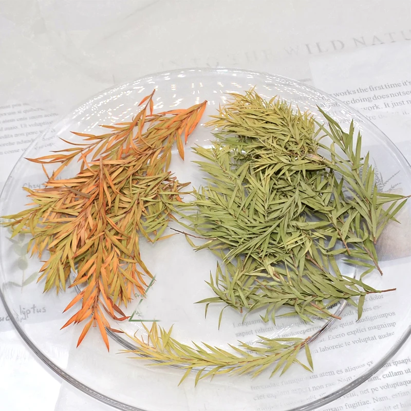 Натуральные консервированные цветы Melaleuca для украшения дома ароматические свечи