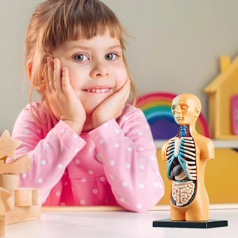 3D Съемный анатомический человеческий ТОРС модель тела для обучения игрушка