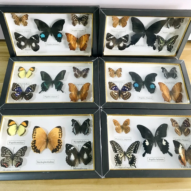 

Реалистичный образец красивой бабочки, коллекция обучающих материалов/образец бабочки, художественный материал для декора