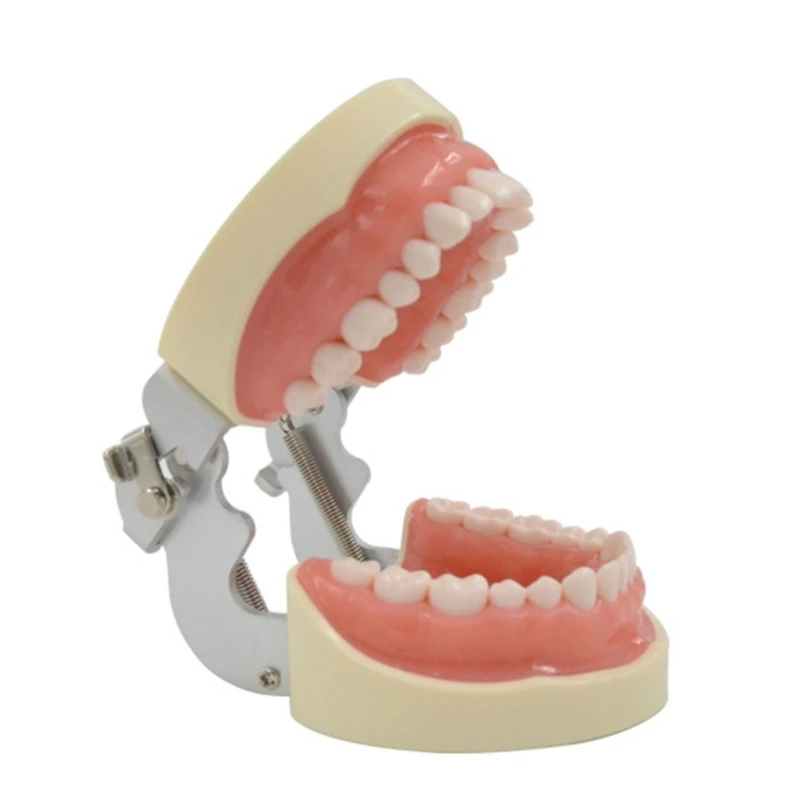 

Модель зубов, модель для обучения полости рта, мягкие десны, съемные зубы 32, зубы, подходит для стоматологии, студентов, практики операций
