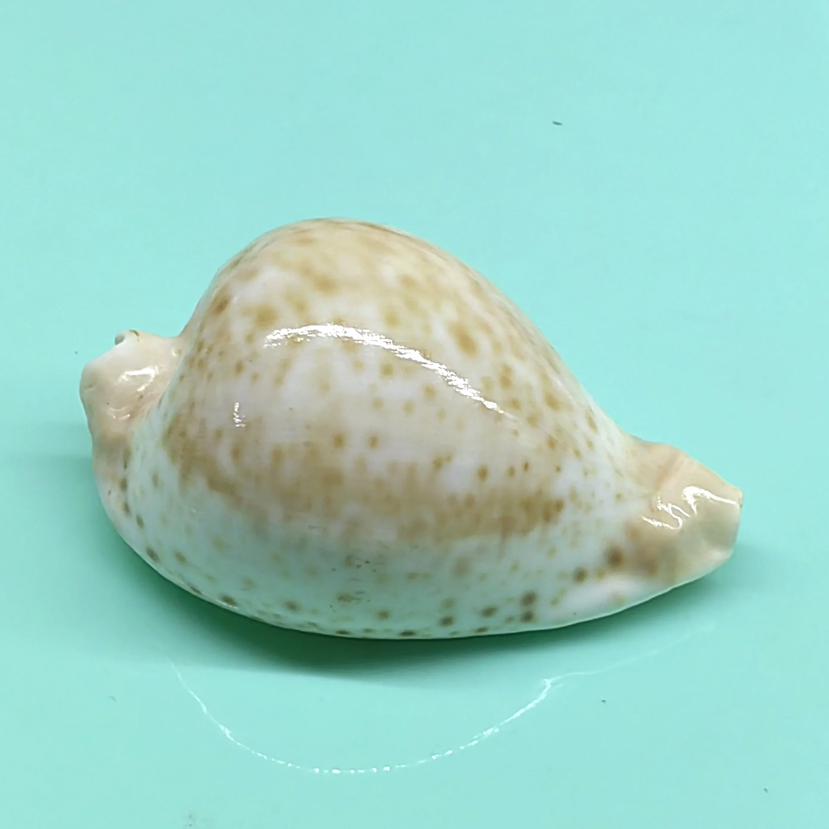 9-10 см Cryptospira стигата натуральная раковина ракушка редкий образец аквариум