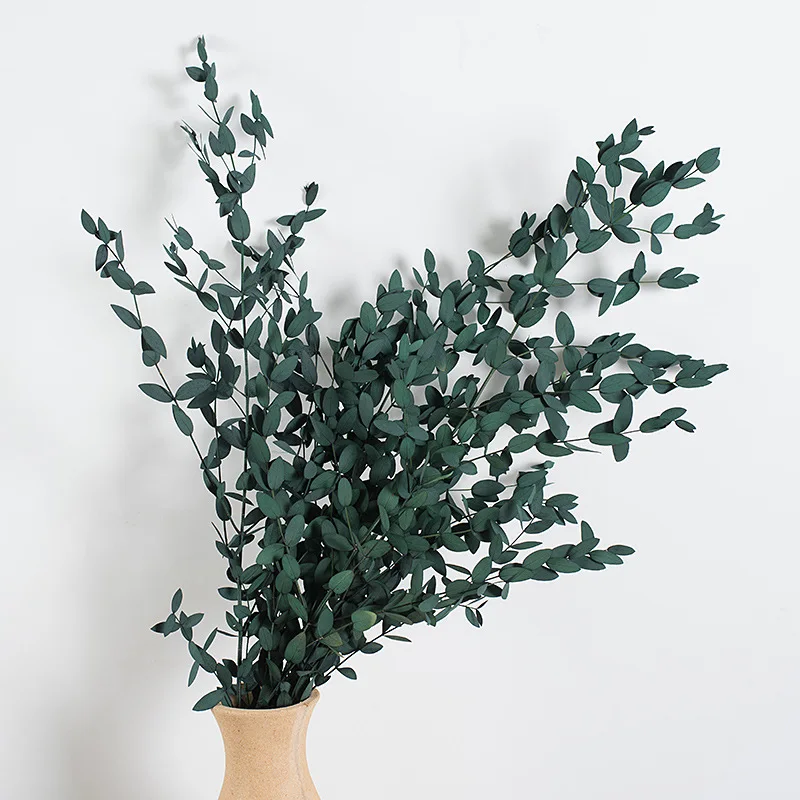 

120g Dried Flowers Preserved Eucalyptus Leaves Wedding Home Decor Preserved Dried Flower Camaldulensis Garland Decorative Plants