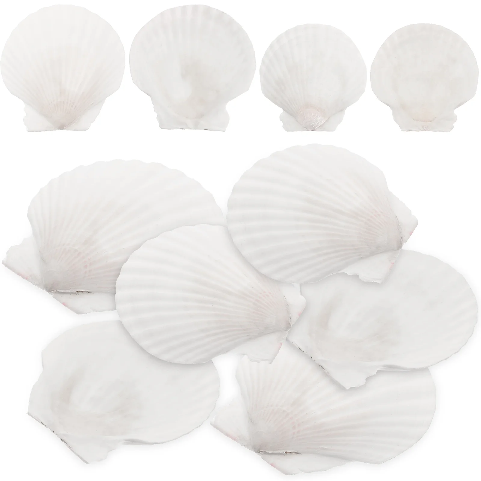 

10 Pcs Natural Shell Decoration Fish Tank Ornaments Aquarium Bulk Set Seashells Crafts Beach Seaside Conch Adorns