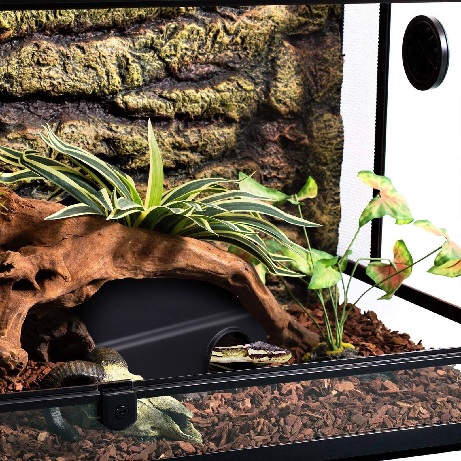 Черепаха рептилия скрывающая из пещер место для разведения домашних животных