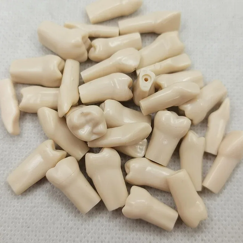 Модель зубной резины модель для обучения резинки оборудование стоматологии