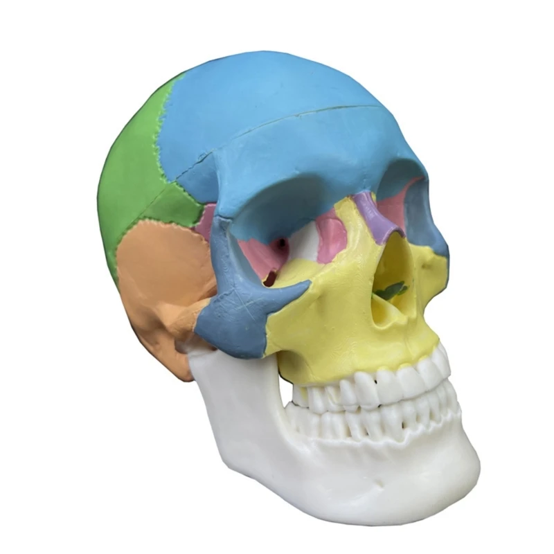 

Detachable Science Anatomy 4D Skull Model Study Display Medical Teaching Tool Skull Model Human Organs Anatomical Model