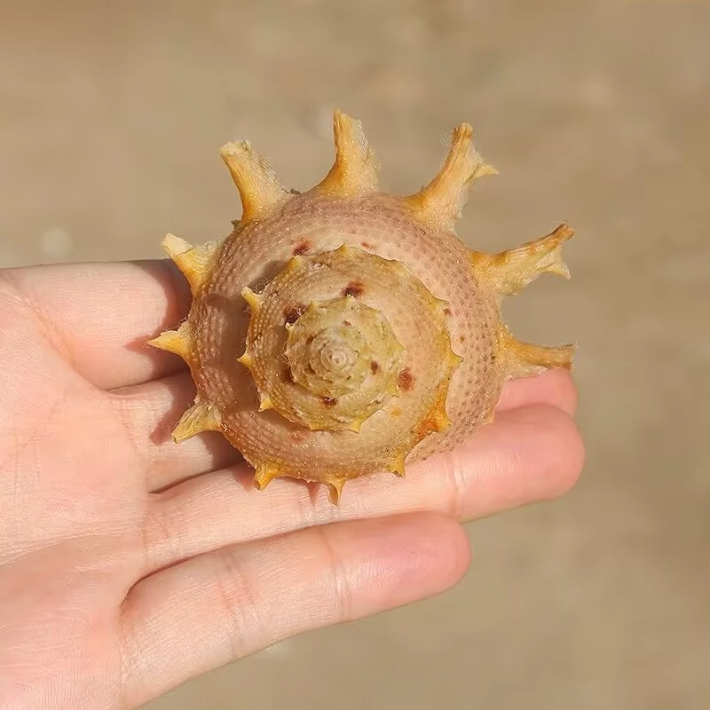 

Натуральная раковина Star Snail от YQXH