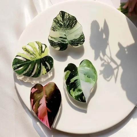 Растительная розетка, складная ручка для телефона, акриловый держатель для телефона Tok Leaf для iPhone, универсальный кронштейн для смартфона Griptok, подставка для пальцев