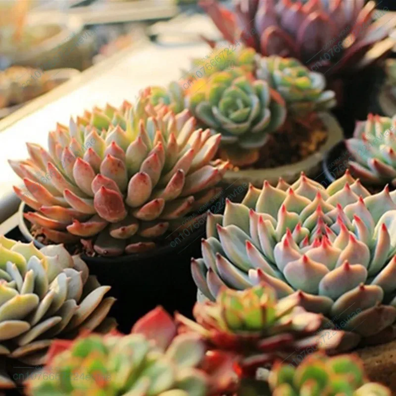 Рисунок 5 - Лампа для растений с полным спектром