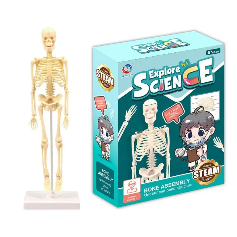 

35CM Skeleton Model Wholesale Learn Aid Anatomy Art Sketch Halloween Flexible Human Anatomical Anatomy Bone Educational Toy