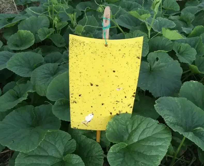 Наклейка-ловушка для насекомых