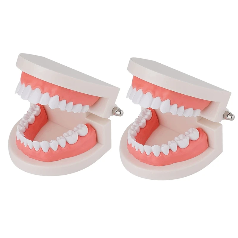 

2PCS Standard Teeth Model - Mouth Model Human Teeth Model Tooth Brushing Model For Teaching Studying