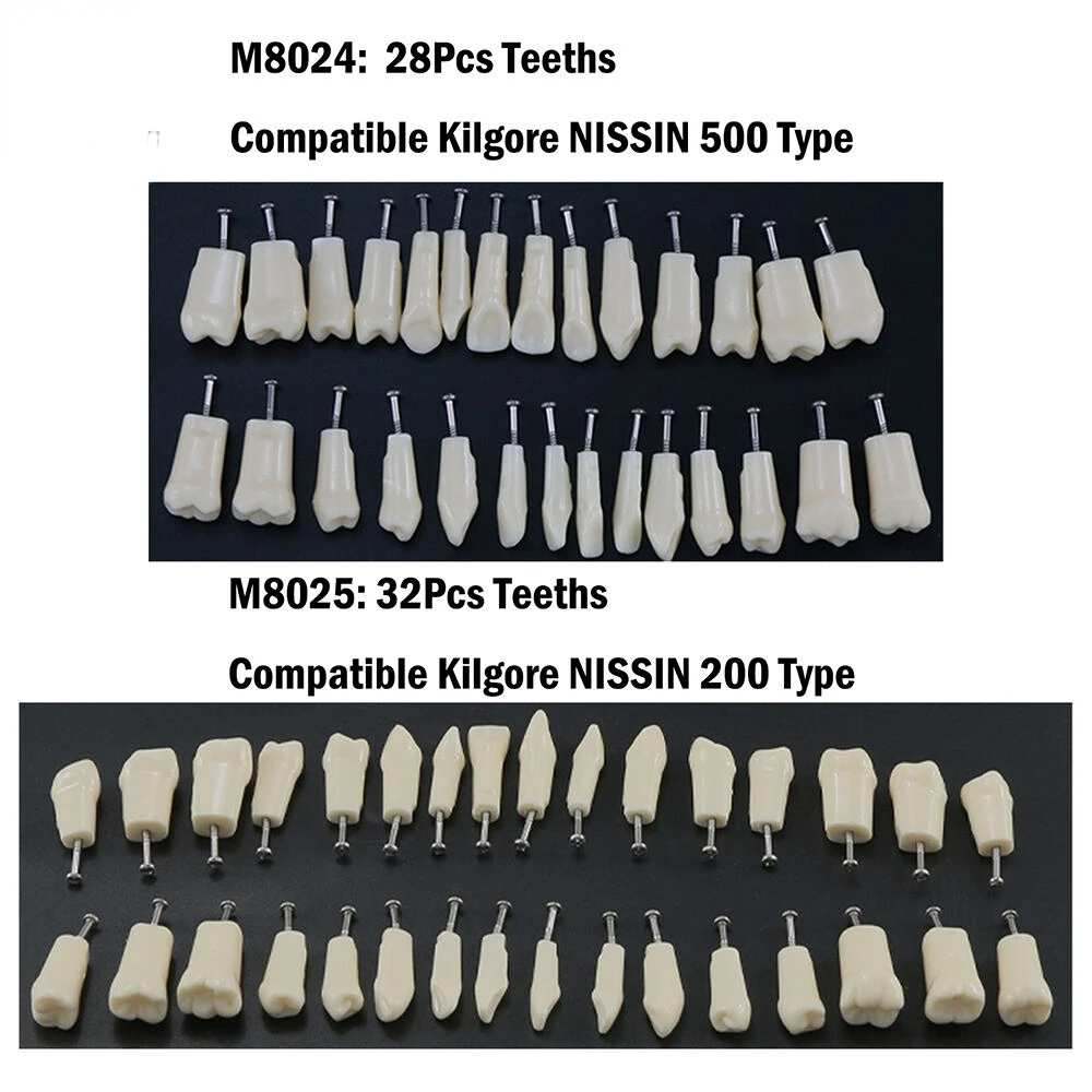 

Dental Typodont Replacement Teeth Model Screw-in fit Kilgore NISSIN 200/500 Type