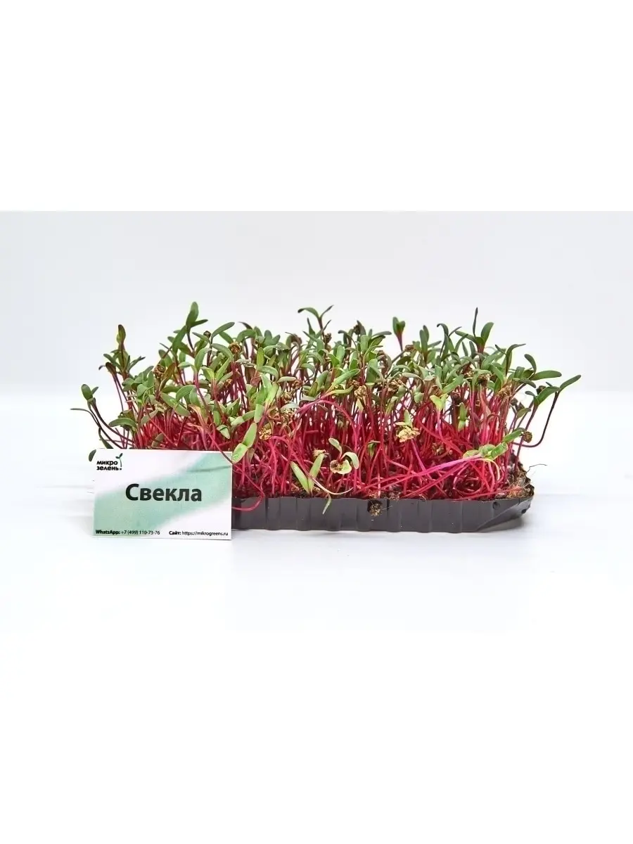 Набор для проращивания микрозелени 10 урожаев &quotMikroGreens" (свекла редис капуста