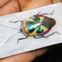 catacanthus nigripes a metal faced stink bug is a collection of foreign insect specimens and hemiptera handicrafts homedecore