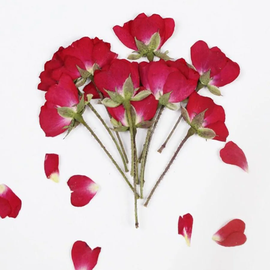 

12pcs Dried Side Pressed Red Chinese Rose Flower Plant Herbarium For Jewelry Bookmark Postcard Phone Case Invitation Card DIY