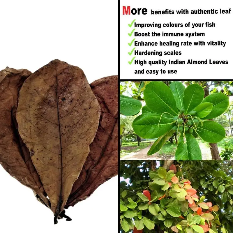 Рисунок 2 - Натуральные аквариумные рыбки Catappa