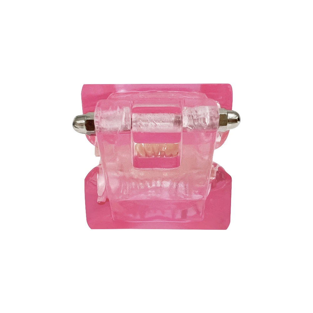 Модели зубов ремонтные модели из смолы для изучения и исследования медицины