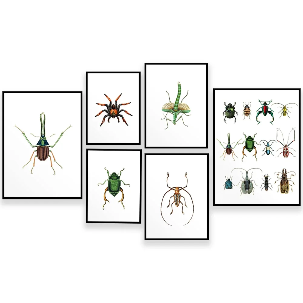Insect printing dragonfly spider beetle art print taxidermy poster colorful bright insect decoration
