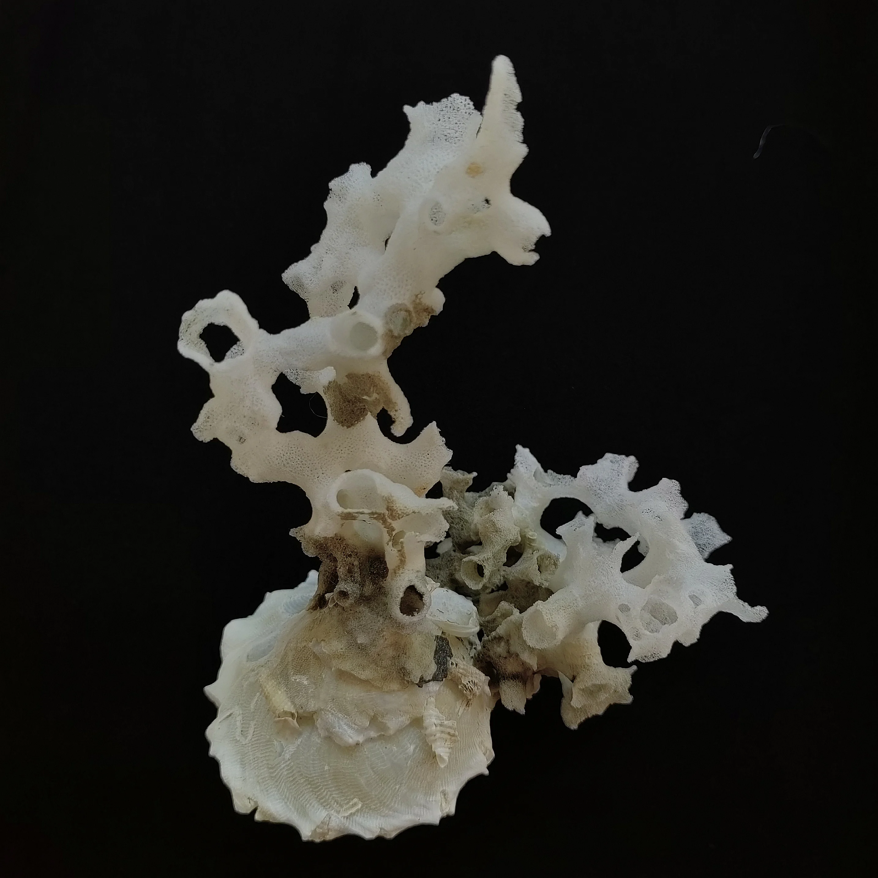 Натуральный редкий коллекционный образец раковины морской урчины аквариум для