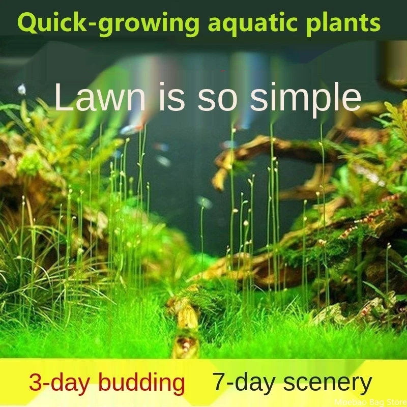 

New Aquarium grass Aquatic plant Fish tank decoration Aquarium background accessoires Quickly landscaping Aerobics fish breeding