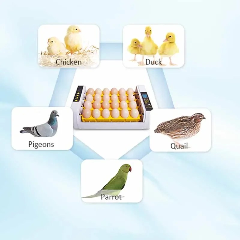Полностью автоматический инкубатор для 24 яиц с высокой степенью инкубации