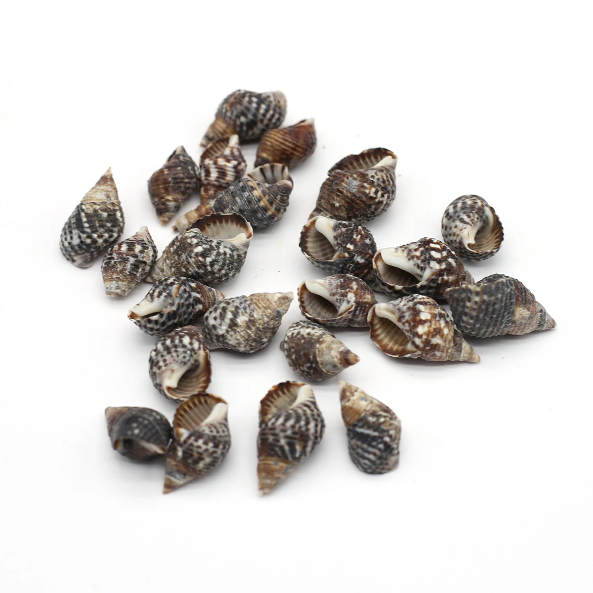 

About 120Pcs Wholesale Lots Natural Non-porous Shell Black Conch Beads Snail Shells Loose Spacer Beads for Jewelry Making DIY