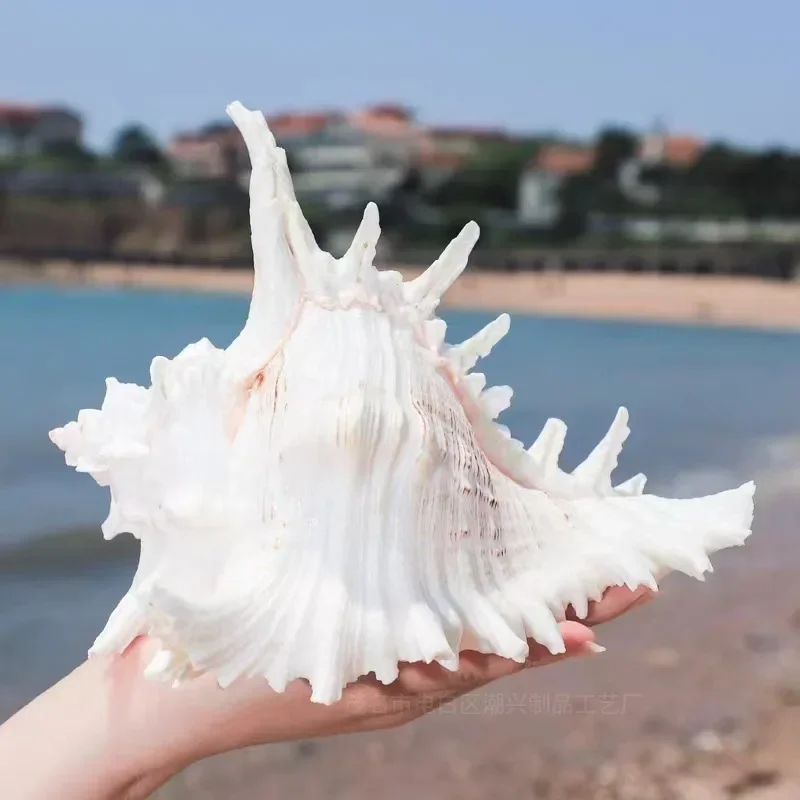3 шт. натуральные ветки Murex морская ракушка морские ракушки аксессуары для