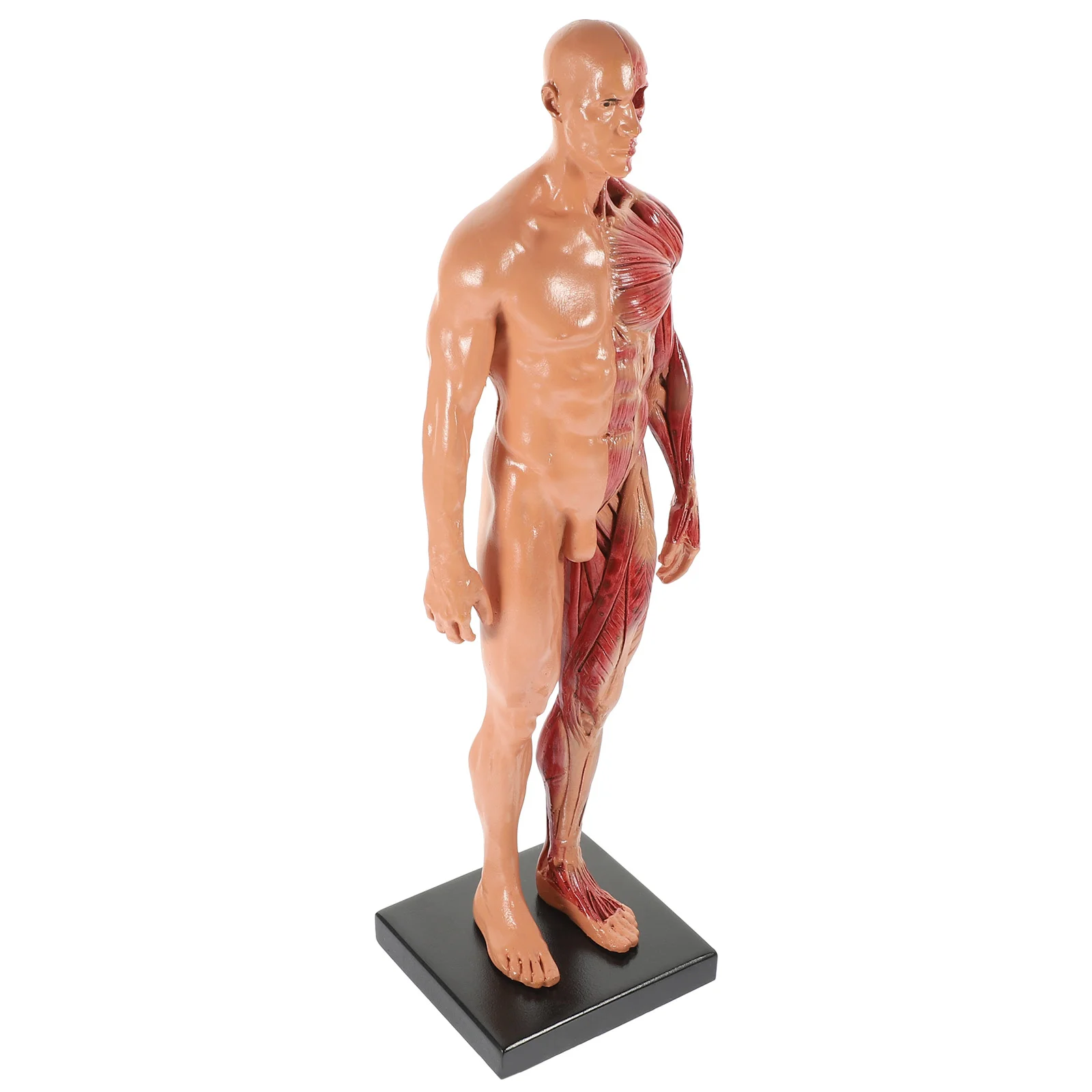 

Манекен CG, живопись, скульптура, структура мышц, модель, инструменты, мини-модель человеческого тела, анатомический доктор, обучение, художник, рисование, манекен