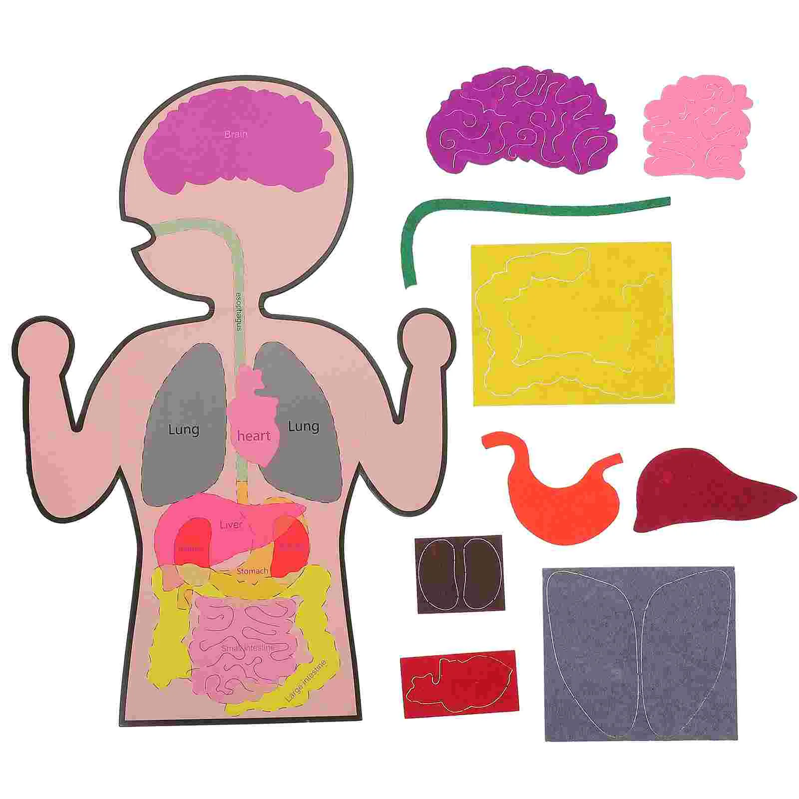 

3 Sets of Human Organs Teaching Aids DIY Human Model Human Internal Organs Science Education Supplies