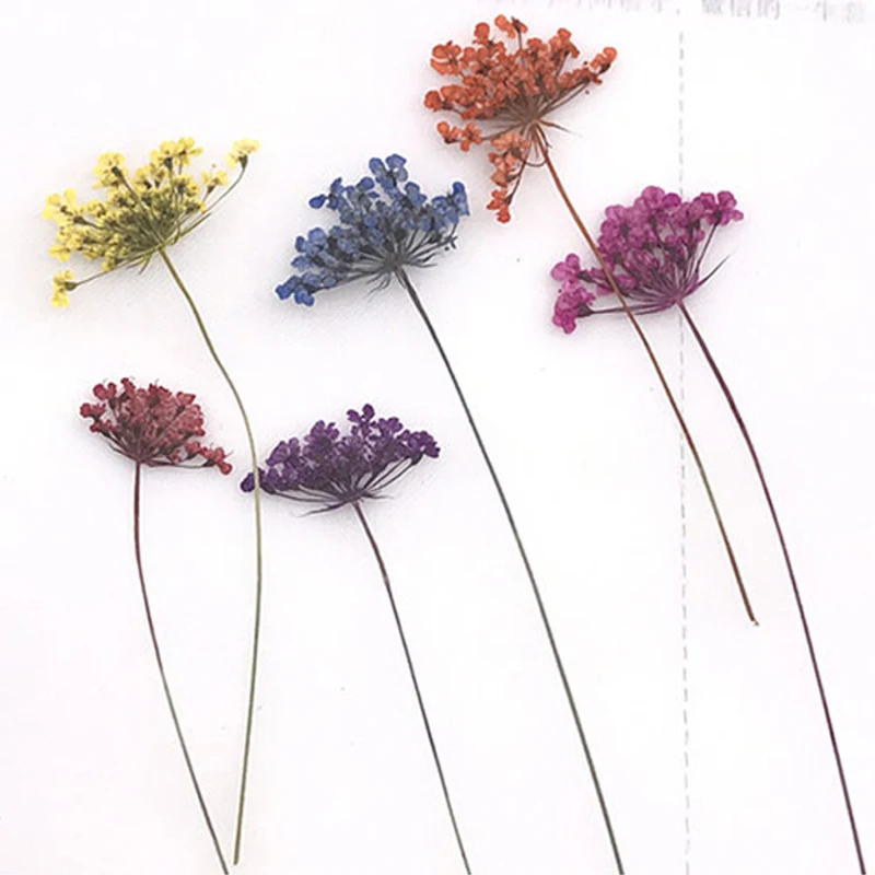 

All For Wedding Lace On Stems Dried Pressed Flower Wholesale Free Shipment 1 Lot / 120 Pcs