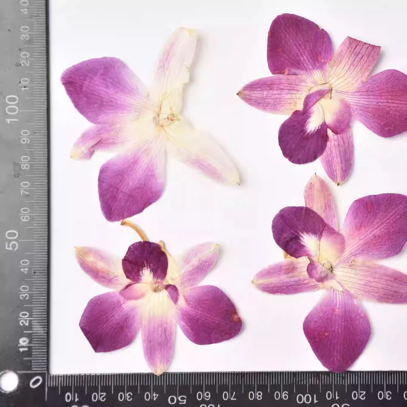 

Натуральные лепестки фаленопсиса NYAConfetti 8 шт.