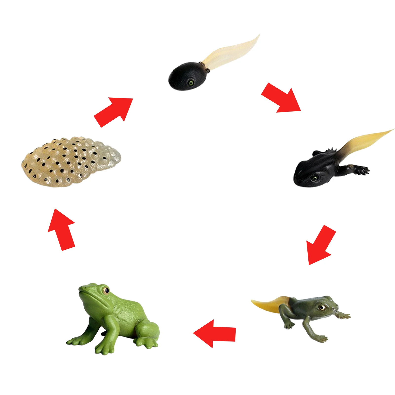 

Simulation Animal Insectss Marine Life Model Action Mini Frog Growth Cycle Animal PVC Toy Figures Teaching Material Kids Gift