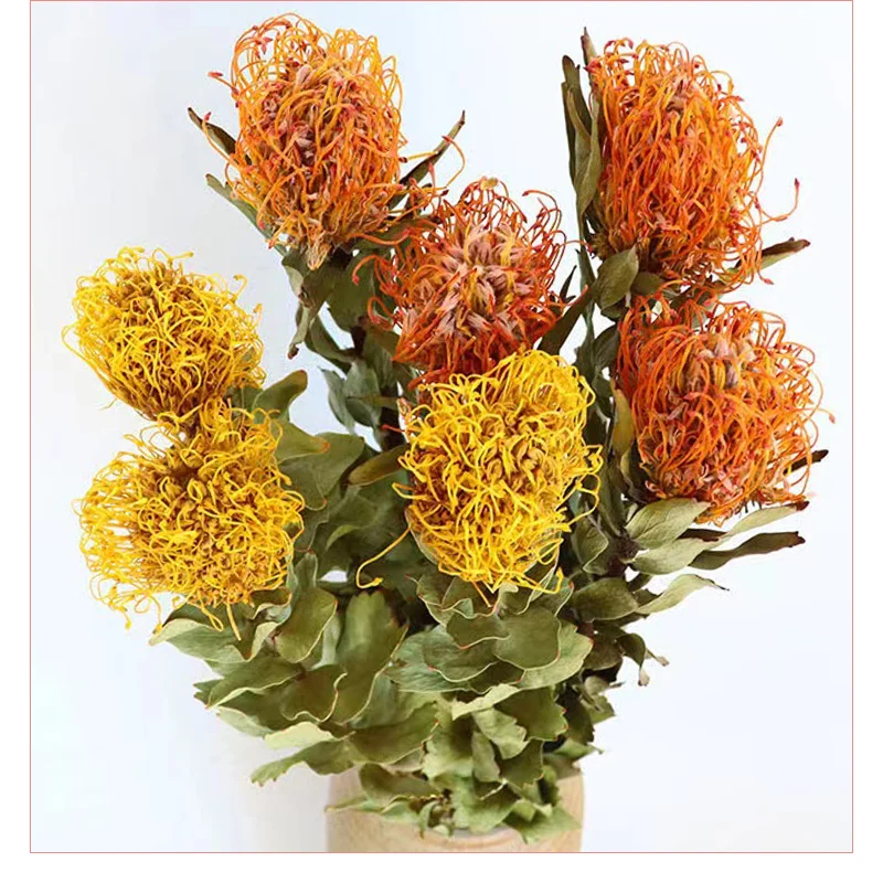 

Pincushion flowers naturally dry branches