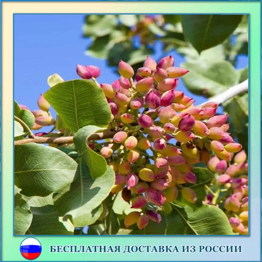 Pistachio mountain frost-resistant Tajikistan seeds 10 PCS Nut