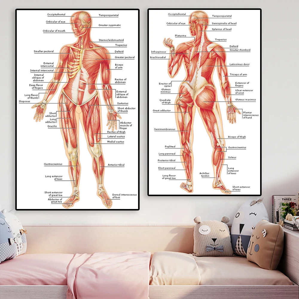

HD Human Anatomy Poster Muscles System Art Canvas Painting Body Map Print Wall Pictures Science Medicine Hospital Office Decor