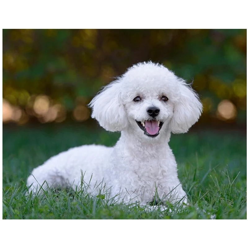 

Алмазная живопись, круглая Алмазная вышивка «Белая собака пуделя», картины стразы, украшения-искусственные бриллианты