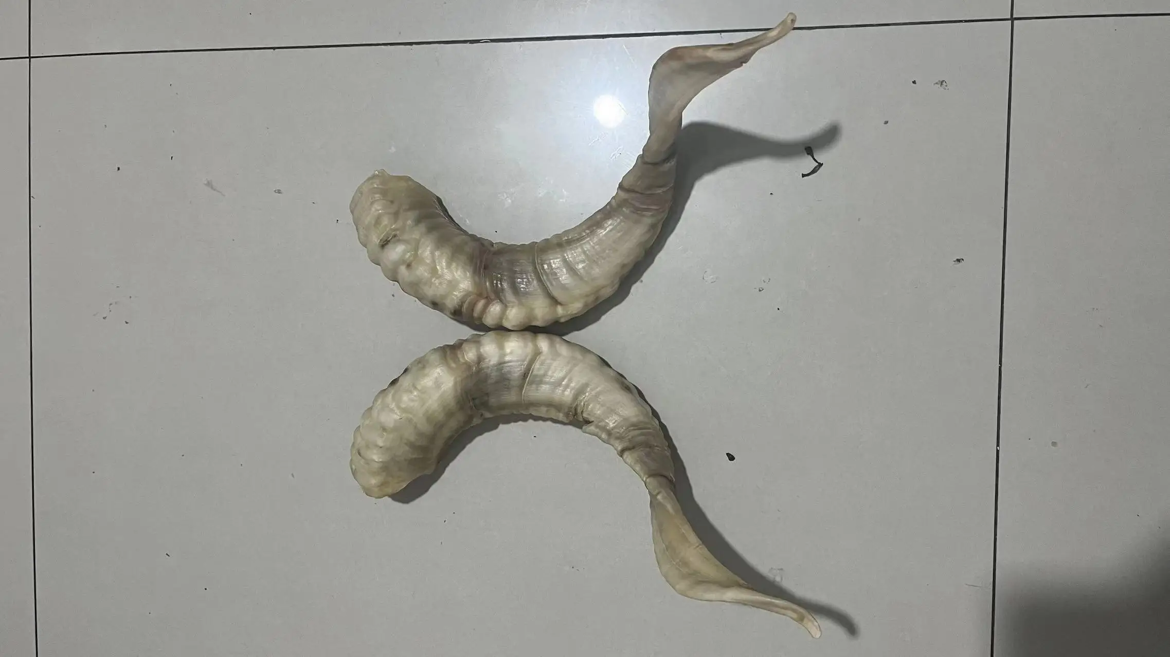 

Customized and exclusive purchase of a pair of sheep horns