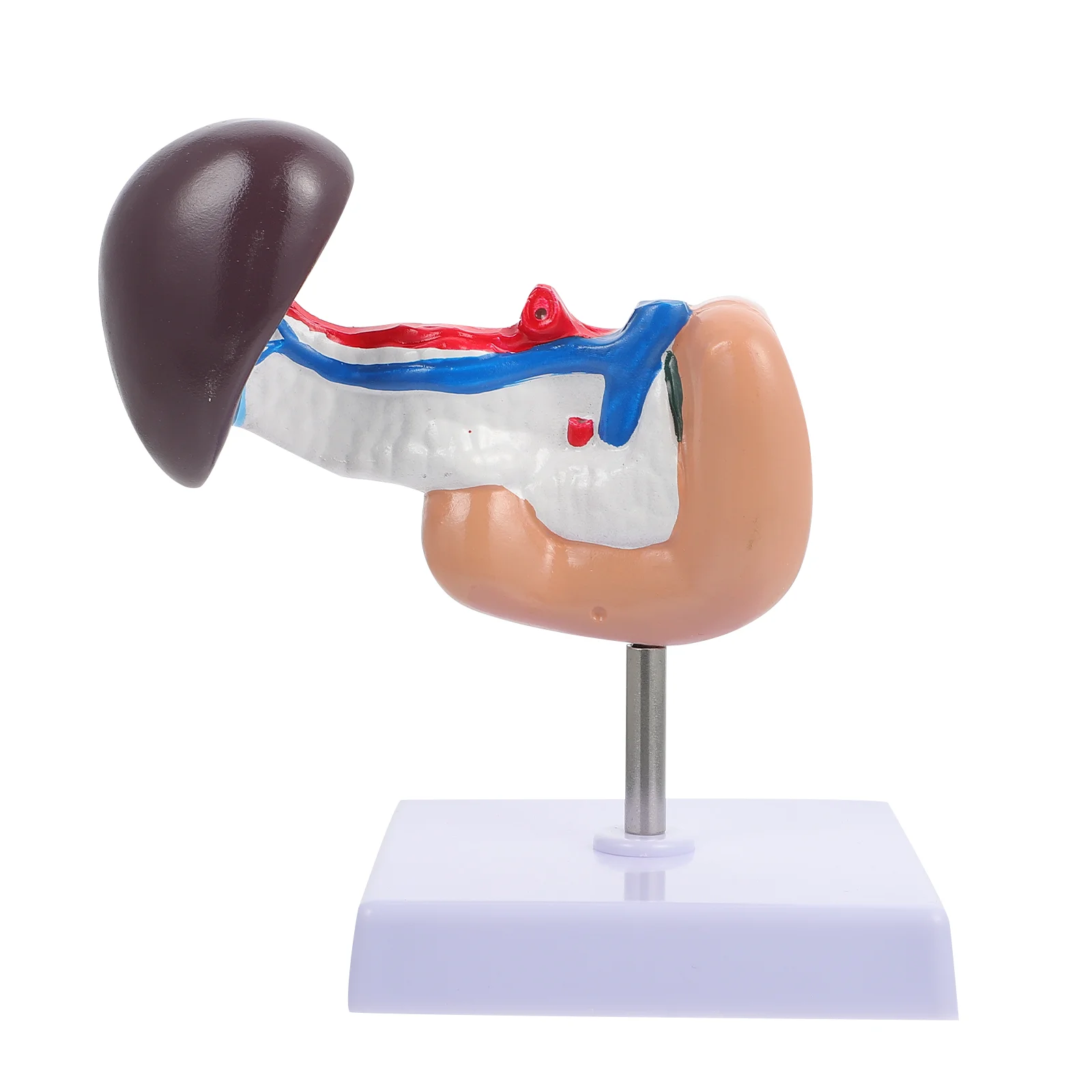 

Pancreas Spleen Liver Duodenum Human Body Anatomy Model Teaching Resource
