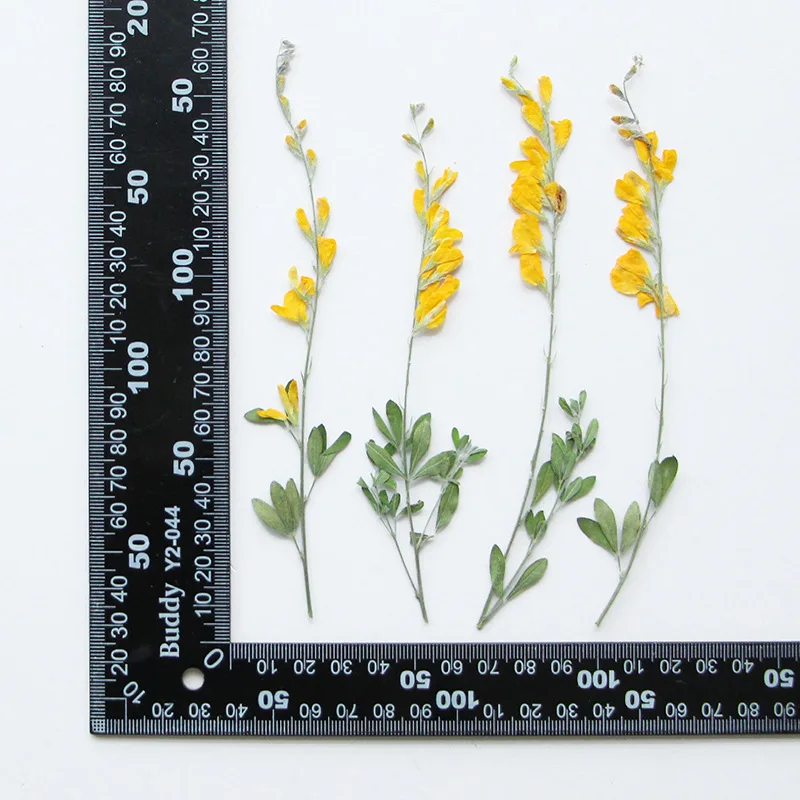 Натуральные цветочные ветки NYAConfetti 24 шт.