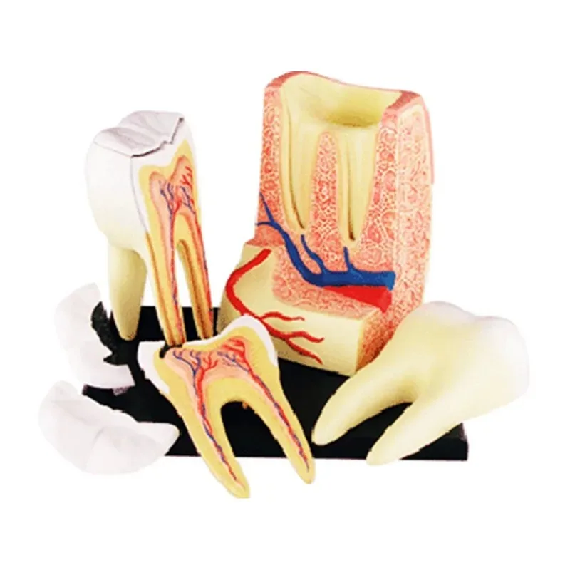 4D мастер модель зуба heymodel