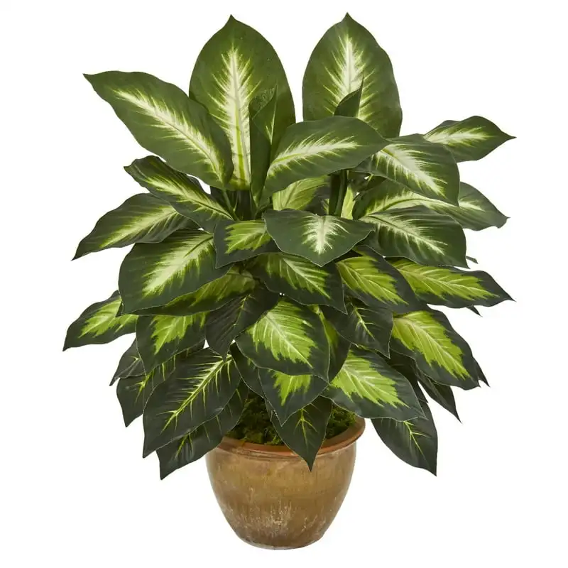 

Искусственное растение Диффенбахия в керамическом горшок, зеленый