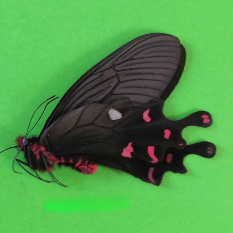 Настоящие образцы бабочек Byasa Alcinous Crafts декоративная живопись популярная научная