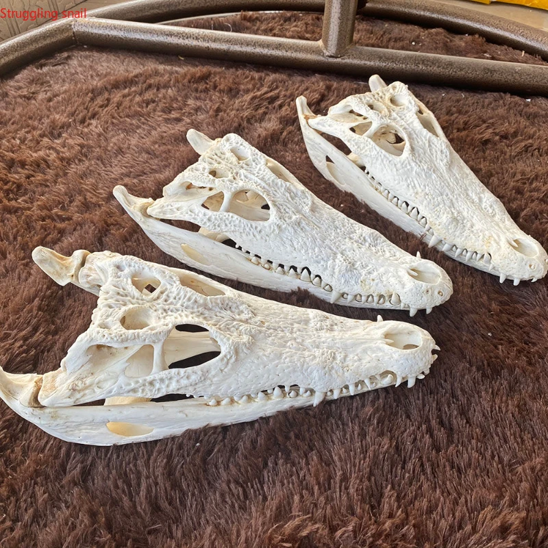 

Real Animal Skull Home Decor Animal Bones Craft Skull Easter Decoration 2022 for Home Specimen Collectibles Study Special Gifts