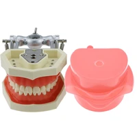 kilgore nissin 500 type dental 28pcs removable practice teeth model m8011 filling typodont with simulation cheek soft gum study