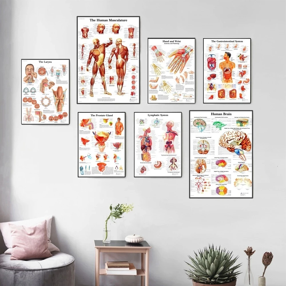 

Modern Human Anatomy Muscles System Art Poster Print Body Map Canvas Painting Wall Pictures for Science Medicine Bedroom Decor