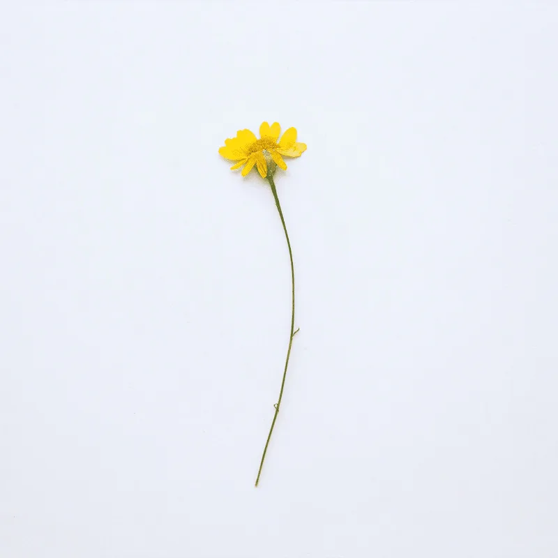 Женский гербарий для украшений открыток закладок в рамке